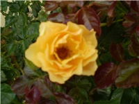 4a7415c0-Picture 300.jpg